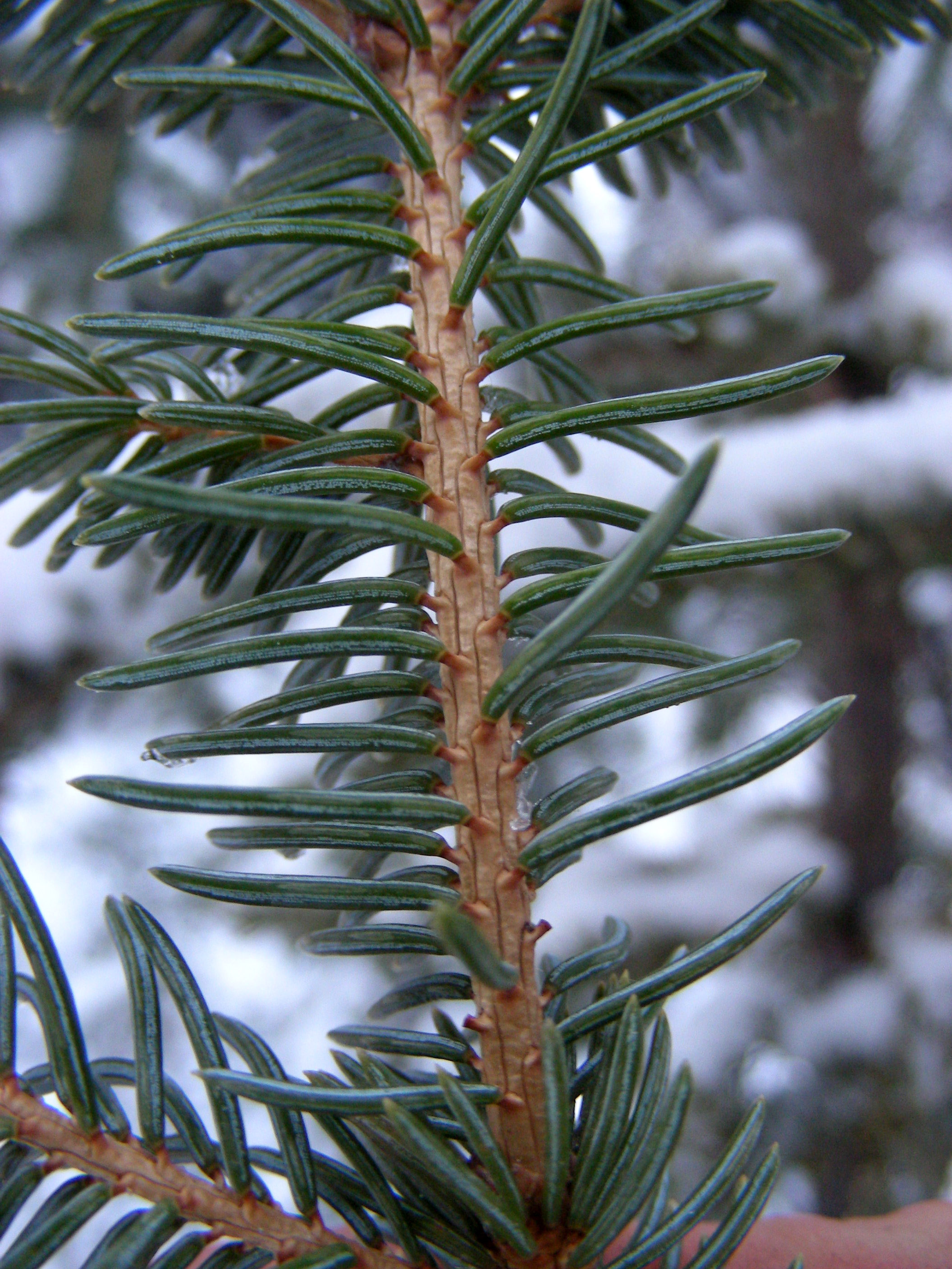 picea-glauca