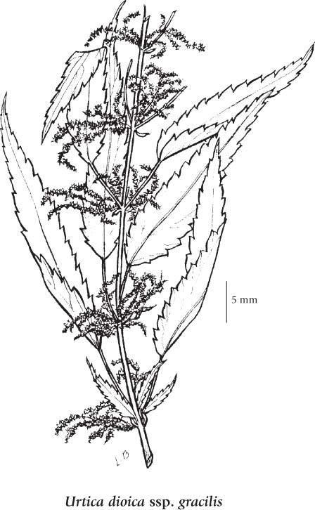 Urtica dioica diagram parts of a modern plants 