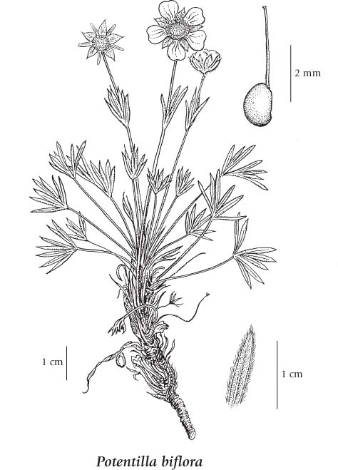 Potentilla biflora (Two-flowered Cinquefoil)
