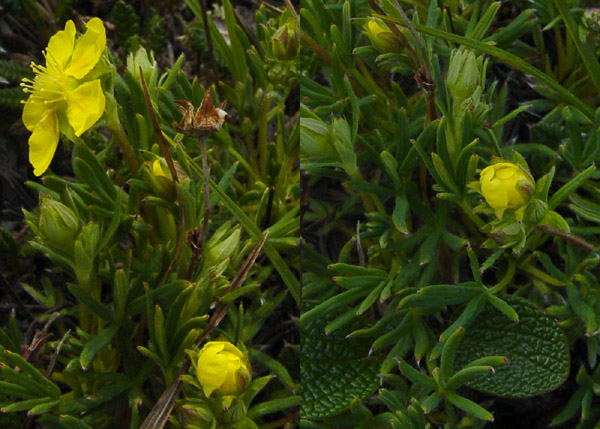 Potentilla biflora (Two-flowered Cinquefoil)